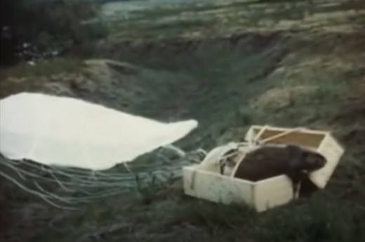 Geronimo! Inside Idaho's parachuting beavers and how the drop saved them - BoiseDev