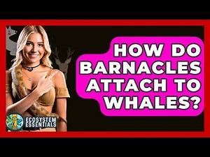 How Do Barnacles Attach To Whales? - Ecosystem Essentials
