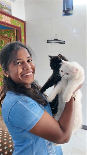 நான் கூப்பிட்டா வராத Luna Lucy, இந்த சத்தம் கேட்டதும் பாருங்க! 😂🐱 #CatVlog #PersianCats