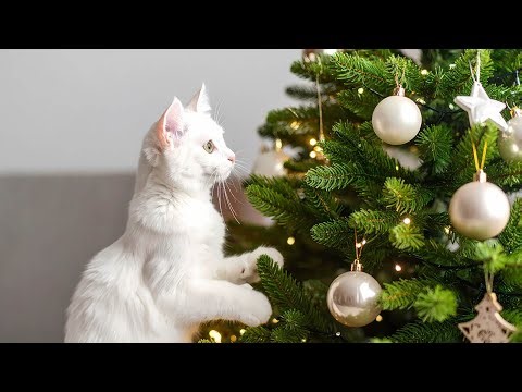 Over 11 Hours of Relaxing Music For Cats! Long Playlist For Cats. Natural Anxiety and Stress Relief