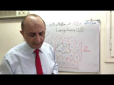 Skin-Langerhans Cell