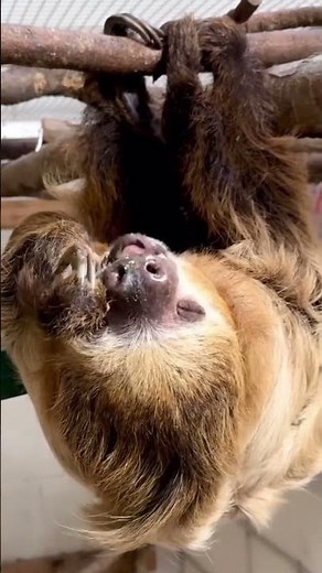 This sloth looks very relaxed eating his dinner! 🤩🦥💤