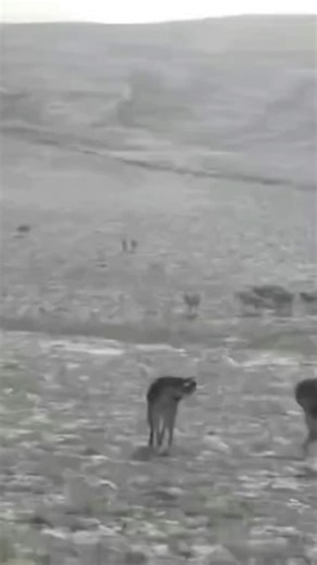 Tatar！ on Instagram: "Two mastiffs fighting against a pack of wolves are formidable."