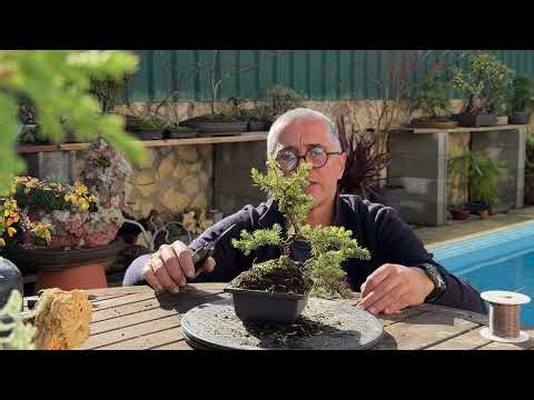 Common Juniper (Juniperus communis) Bonsai Project Begins in a Tiny Pot!
