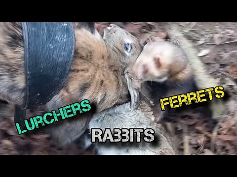 Great Day Ferreting A New Farm