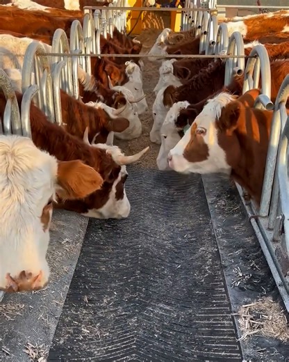 631K views · 2.6K reactions | New system for cow's feeding station | Creative Bee | Facebook