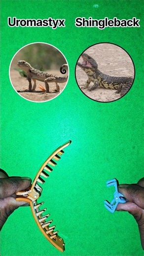 Uromastyx and Shingleback 🥹🥹😁🥹😍🤔🥹🤔🥹😍🤔🥹 #shorts #countryballs #funny #funnyvideo