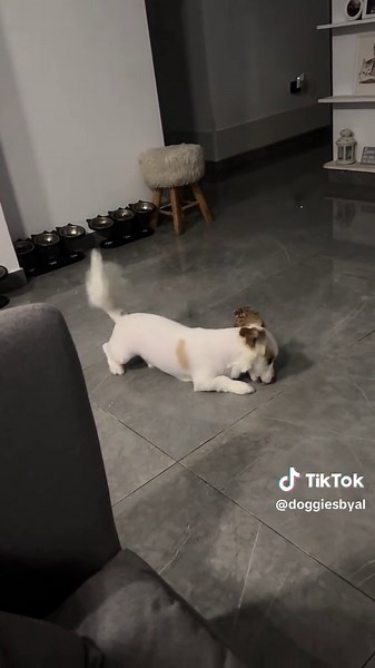 Funny Dog Moments: What Is This Little Dog Doing?