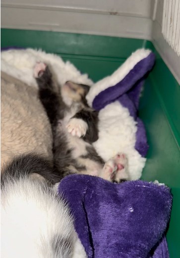 Nuit aux urgences avec les chatons: récit et conseils