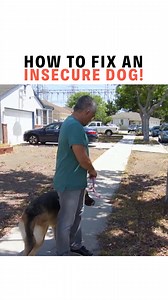New Year Dog Tips #6: How to Fix Insecurity in Dogs. Dogs are precious creatures. When we enter their lives, we interact and love them they way we think they want to be loved without understanding their insecurities. Without realizing, we can sometimes put our dogs in uncomfortable positions. It's then up to us to fix and resolve these insecurities whether they are by us or by others. #dogadvice #dogsofinstagram #dogtrainer #doglover | Cesar Millan