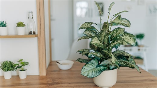 The Best Trick For Cleaning Fake Plants (And Why You Should Do It More Frequently) - House Digest