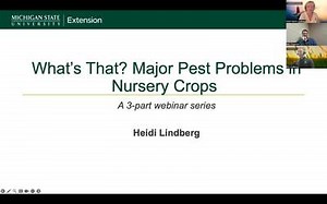 Top Disease Problems Deciduous and Coniferous in Trees