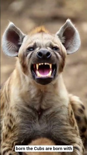 Hyena Birth: Nature’s Toughest Delivery”#Hyena #HyenaBirth #Wildlife