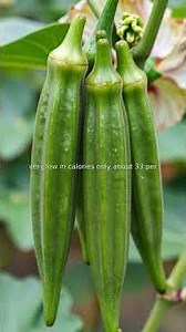 Okra: Fruit or Veggie? You Won't Believe This! #OkraTruth #PlantFacts #NutritionHack