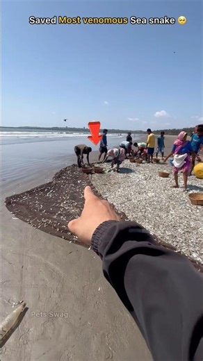 Saved one of the most venomous sea snake 🥺