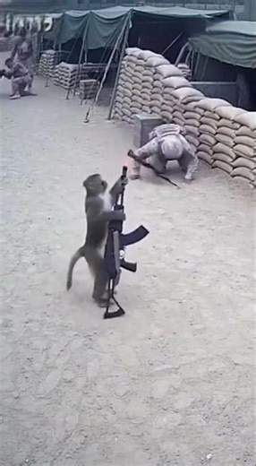 It's just a TOY GUN! 🤣🐒 Why are they running?! (Prank) #shorts #prank #soldier #chaos