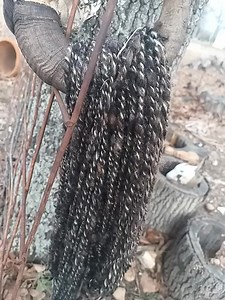 3 ply hand spun wool now drying. 3 varieties of sheep for one amazing yarn!! 😍 | Dewberry Acres