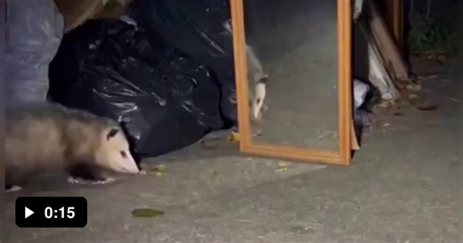 Opossum sees itself in mirror and immediately plays dead. What a drama queen - Video