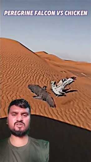 Peregrine falcon Vs chicken#trending#viralvideo #viralshorts #falcon #animals #birds #fyp#chicken