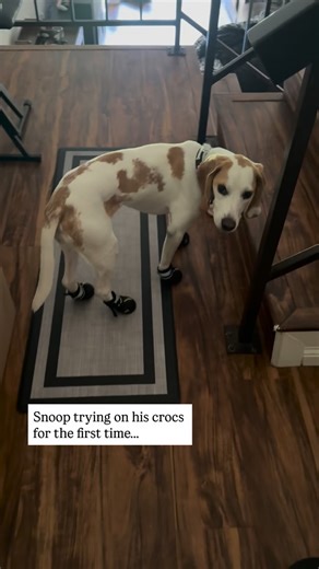 Snoop trying on crocs for the first time…. #crocsforpups #lemonbeagle #adorablepupp #puppylove #dogdad #hotdays | Rushikatadventures