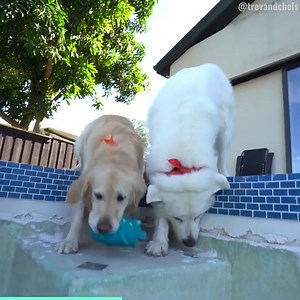Dogs react to EMPTY swimming pool 🐕 | TmarTn