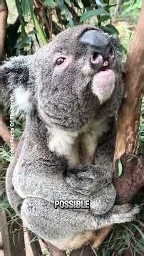 Why do koalas sleep for up to 18–20 hours a day? 🐨
