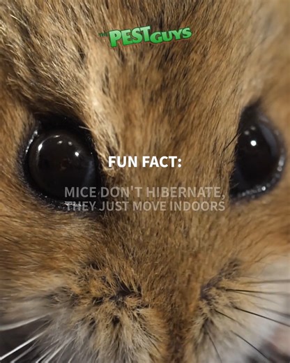 Winter pests don’t hibernate! Keep your lawn and home safe from grubs, insects, and other unwanted visitors with The Pest Guys’ winter pest solutions. Protect now for a healthier lawn and a pest-free home all year long! 🏠 https://www.pestguys.com/ | Turf Gator