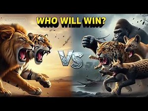 “Lion & Tiger VS The Wild — Epic Animal Face-Off Showdown!”