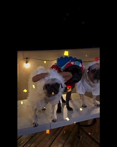 Pugs in my Bed.. 🤣 Enjoy pug themed sounds. | SpeakPug