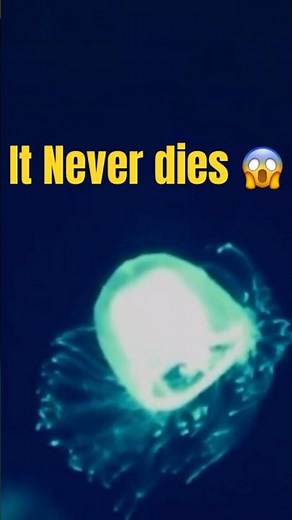 Meet the Immortal Jellyfish: Turritopsis dohrnii, the Animal That Can Live Forever!