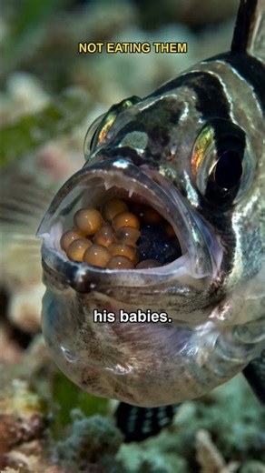 Why This Fish Swallows Its Babies