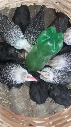 Chickens #chicken #farming #chickens #hen
