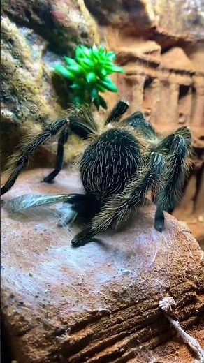 Паук-птицеед заплетает жертву в кокон 👹 #tarantula #lasiodoraparahybana #locust #frodo #spider