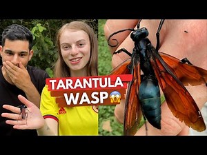 Tarantula Hawk Wasp – The Most Painful Sting in the World?! 🕷️🔥