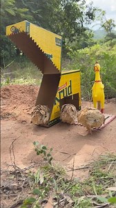 Technique Unique DIY Quick Quail Trap Using Cardboard Box #survival #Outdoors #funny #fyp #foryou