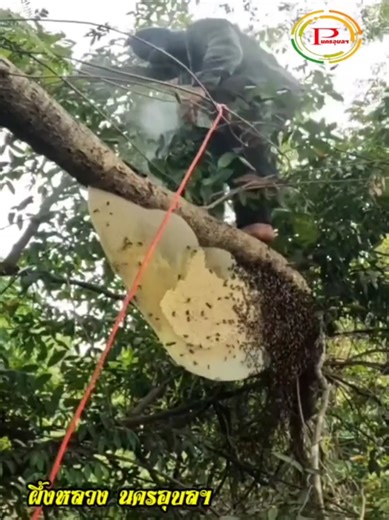 ผึ้งดุ! รุมต่อยยับ #ตีผึ้งรังใหญ่