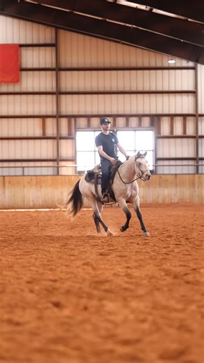 Jerseys Baby Driver, “Hercules” | 𝗝𝗘𝗥𝗦𝗘𝗬𝗦 𝗕𝗔𝗕𝗬 𝗗𝗥𝗜𝗩𝗘𝗥 × 𝗣𝗥𝗘𝗧𝗧𝗬𝗪𝗛𝗜𝗭𝗣𝗥𝗘𝗧𝗧𝗬𝗚𝗨𝗡 Bred, raised, and developed at 7 Lakes Ranch. A 2024 colt that reflects the kind of decisions... | Instagram