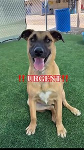 2.4K views · 104 reactions | ‼️ URGENT ‼️ Daisy #A5680554, is an 8...