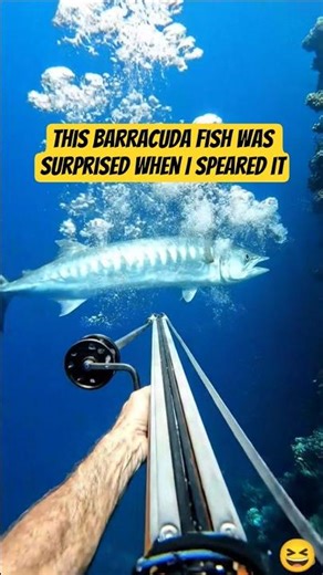 This barracuda fish was surprised that I speared it 😆🤣 #fish #fishing #spearfishing #hawaii
