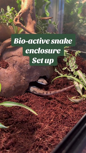 Bio-Active Snake Enclosure Setup | Terrerium for Spotted Python
