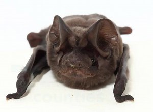 55K views · 1.1K shares | What better way to celebrate National Endangered Species Day than meeting a baby Florida bonneted Bat! These little guys are critcially endangered and some of the rarest bats in North America! You can help us protect the homes of little guys like this by donating towards habitat protection at batcon.org/protect16 Thanks to Frank Ridgley from Zoo Miami for the baby Florida bonneted bat footage! | Bat Conservation International | Facebook