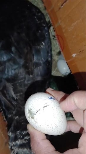 female Turkey hatching 18 chicks.#TurkeyHatching#TurkeyEggHatching#TurkeyChicks#HatchingEggs#Baby