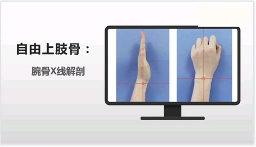 ˊ自由上肢骨：腕骨X线解剖