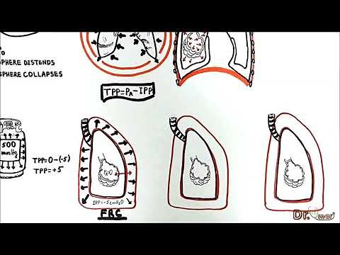 Transmural Pressures (transpulmonary, transthoracic, transrespiratory pressure)