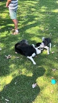 Banjo and Bella Wrestling at Figtree Dog Park