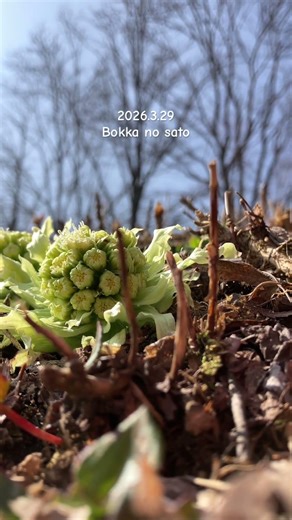 【今日の牧歌の里】3月29日春の草花、春さんぽ♪#牧歌の里