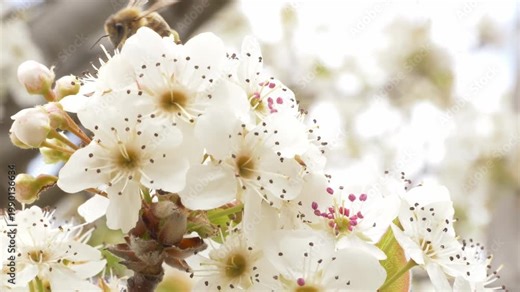 White Blooming Flowers Of The Callery Pear Tree With Pollinating Bee. Close-up Shot