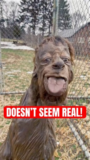 5 Animals That Don't Look Real