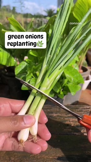 25K views · 225 reactions | easy replanting green onions #onions #fypシ #gardeningtips #gardening #farmlife #sustainableliving #sustainability #wastemanagement #localcommunity #PersonalDevelopment #inspiringcontent #Canaan #trend #highlightsシ゚ | Canaan All in One Fertilizer Original Direct Supplier | Facebook