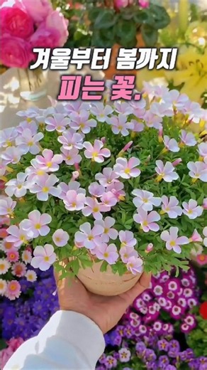 가을에 심었는데 겨울에 꽃이 핀다고요?#구근식물 #겨울성장형 #겨울꽃 #겨울식물 #구근꽃 #베란다정원 #베란다식물 #플랜테리어 #식집사 #반려식물 #꽃키우기 #정원꾸미기